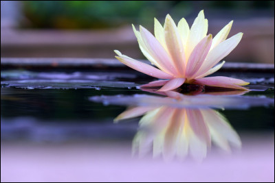 °+Quelle fleur préférez-vous ?+°