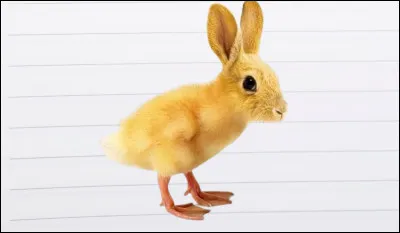 Parmi ces animaux, lequel n'est pas un canidé ?