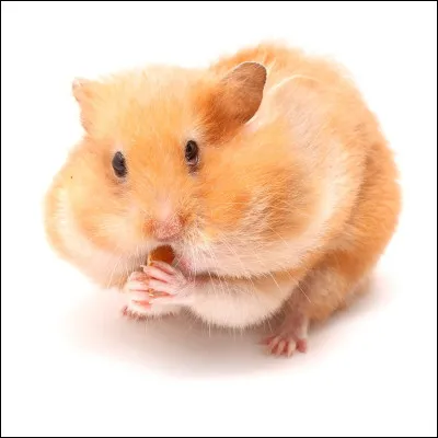 Quelle est la bonne orthographe ?