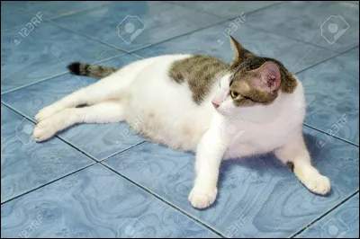 il Scintillant (Nuage Scintillant) te voit à l'Assemblée et vient te parler. Elle t'annonce qu'elle attend tes petits et qu'elle va mettre bas dans une semaine. Que lui proposes-tu ?