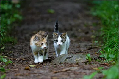 Qui sont les apprentis d'Etoile Bleue ?