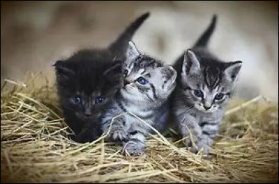 Ses chatons sont :