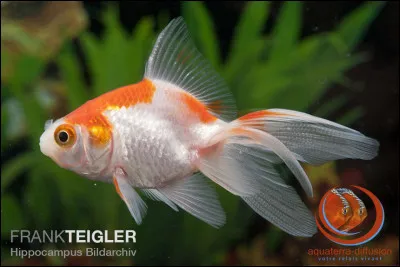 D'après l'image, pouvez-vous me dire de quelle variété de poisson rouge il s'agit ?