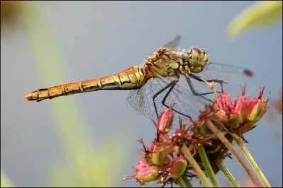 La libellule se nourrit :