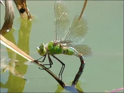 Cochez la bonne rponse. Elle possde :