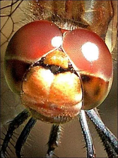 Sur la tte, elle a :