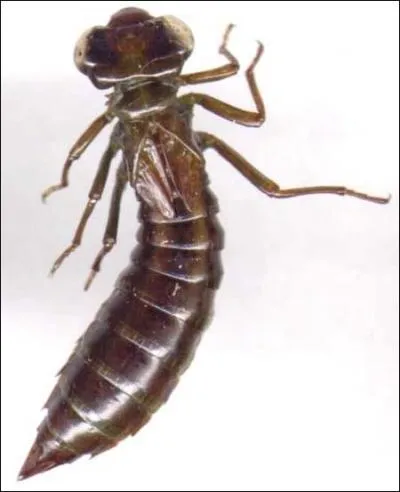 O vivent les larves de libellules ?