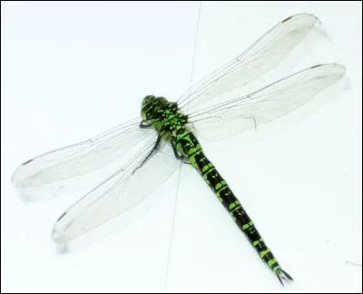 Combien de pattes la libellule a-t-elle ?