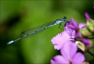 Comment s'appellent les proches parentes des libellules ?