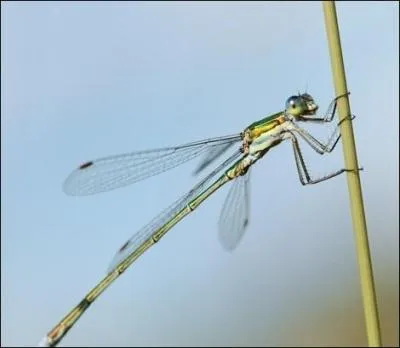 En une seconde, la libellule bat des ailes :