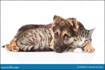 J'adore faire des promenades avec mes maîtres :