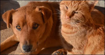 Je suis le plus grand :