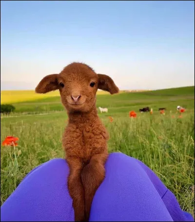 Quelle est ta nourriture r&eacute;confortante ?