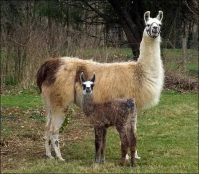 Le lama est un animal de la mme famille que :