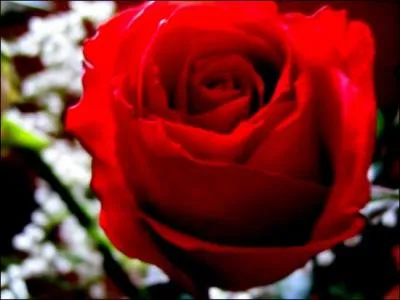 Lequel de ces prnoms n'est pas un nom de fleur ?