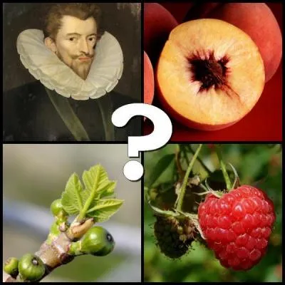 Qu'est-ce que la framboise ?