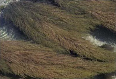 Qu'est-ce que la sargasse ?