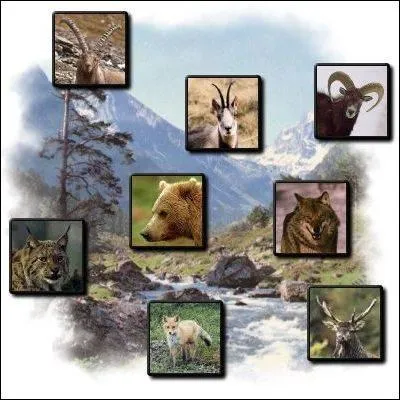 De ces quatre animaux, un seul n'est pas un mammifre. Lequel ?