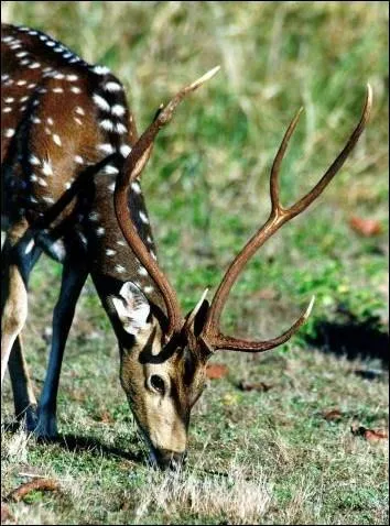 J'ai des cornes, mais je ne fais pas partie de la familles des cervids. Qui suis-je ?