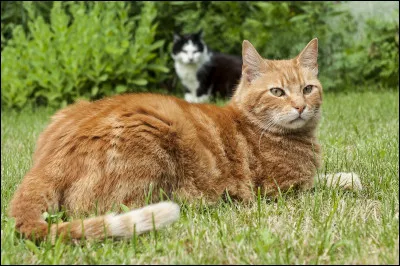 Qui lui donne la compassion ?