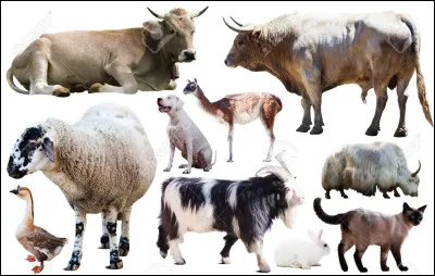 Quel animal aimerais-tu avoir ?
