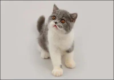 Cette race s'appelle l'exotic.