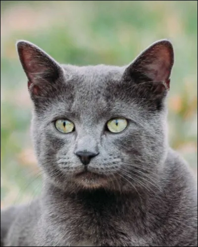 Quelle est cette race de chat ?