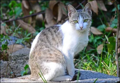 Cette race s'appelle le burmilla.