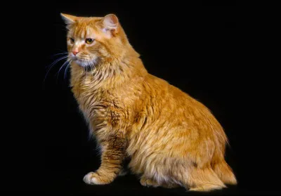 Cette race s'appelle le chausie.