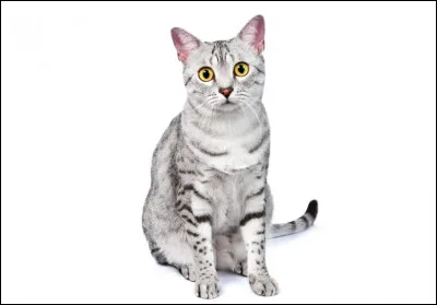 Quelle est cette race de chat ?