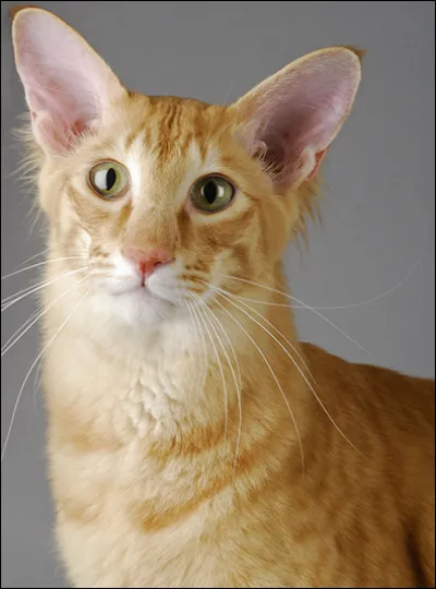 Cette race s'appelle le javanais.