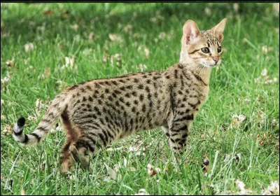 Quelle est cette race de chat ?