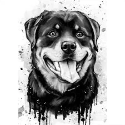 Quelle est la couleur dominante d'un rottweiler ?