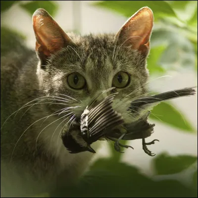 Pour la chasse, ta technique est plutôt :