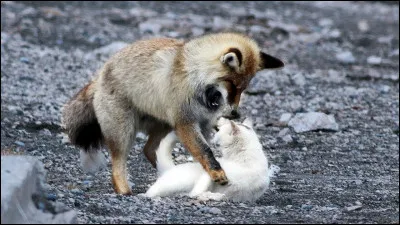 Imaginons : ta maison, c'est ton territoire, elle est reliée à plein d'autres maisons (territoires), tu ferais en sorte de :