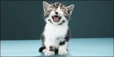 Un blaireau attaque ton clan et un chaton est à coté du blaireau, que fais-tu ?