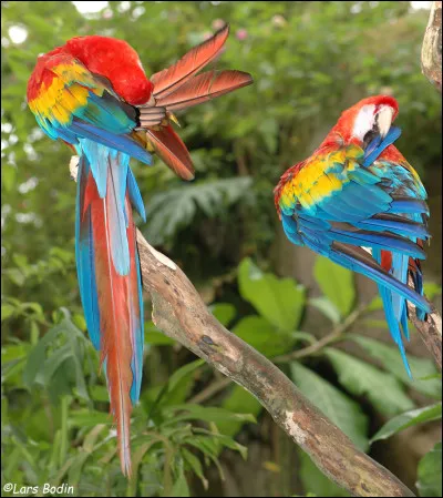 Comment se nomme cet animal ?