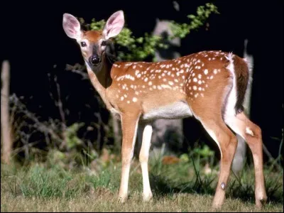 Comment s'appelle le petit de la biche ?