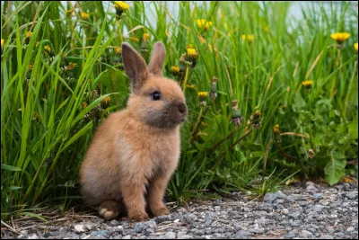 Comment s'appelle le petit de la lapine ?