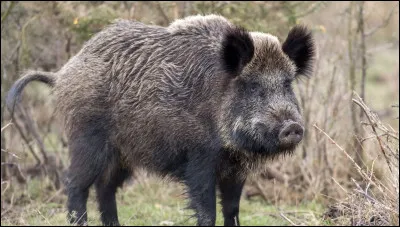 Comment s'appelle le petit du sanglier ?