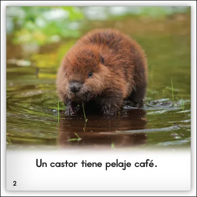 Comment appelle-on le petit du castor ?