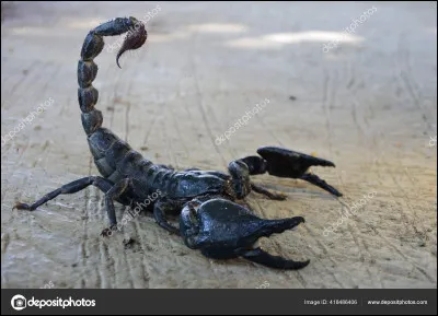 Le petit du scorpion :