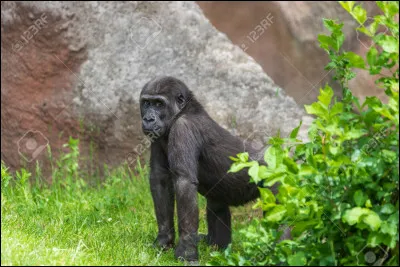 Comment appelle-on le petit de la guenon ?