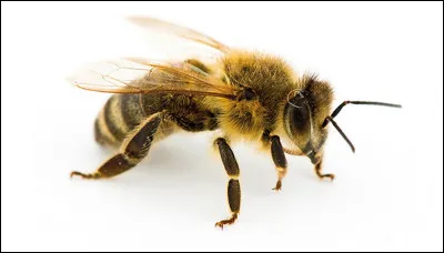 Comment s'appelle le petit de l'abeille ?