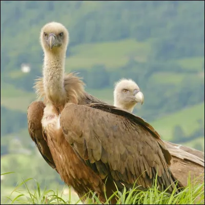 Comment s'appelle le petit du vautour ? (il n'a pas vraiment de nom mais comme c'est un oiseau on l'appelle...)