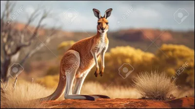 Comment s'appelle le petit du kangourou ? (en anglais, en France il n'a pas vraiment de nom)