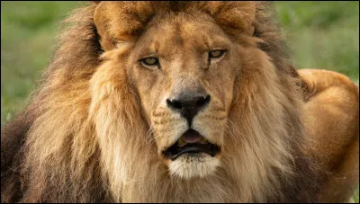 Comment nomme-t-on le petit du lion ?