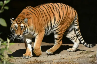 Comment se nomme le petit du tigre ?