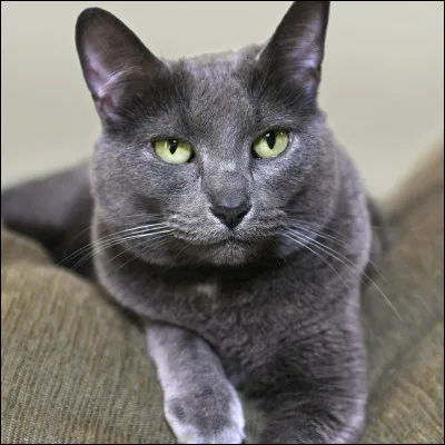 Quelle est la race de ce chat ?