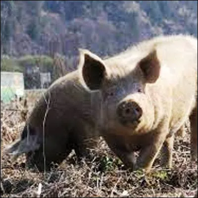 Quel animal proche du porc est présent exclusivement sur le continent américain à létat sauvage ?
